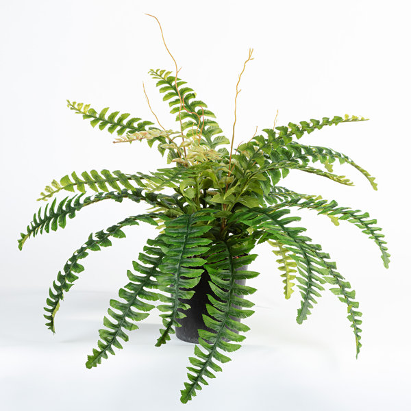 Die Saisontruhe Kunstpflanze Farn im Topf Wayfair.de